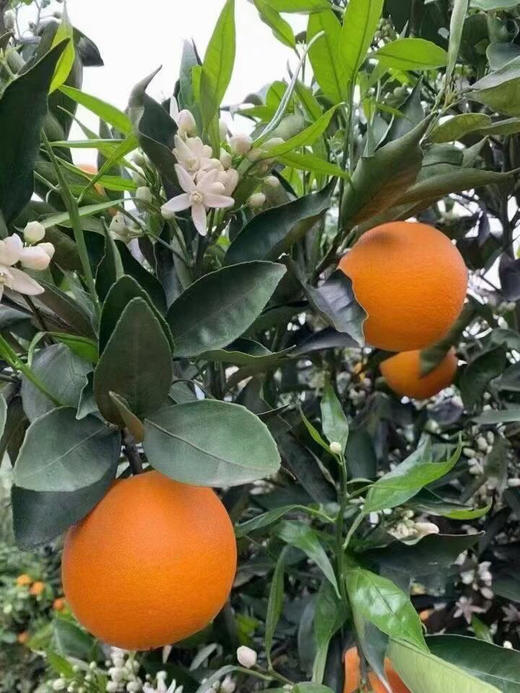 真好吃..济南市面是买不到的..伦晚脐橙.. 商品图1
