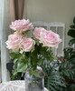 【昆明玫瑰】粉红雪山  20支/扎  多级别可选 商品缩略图6