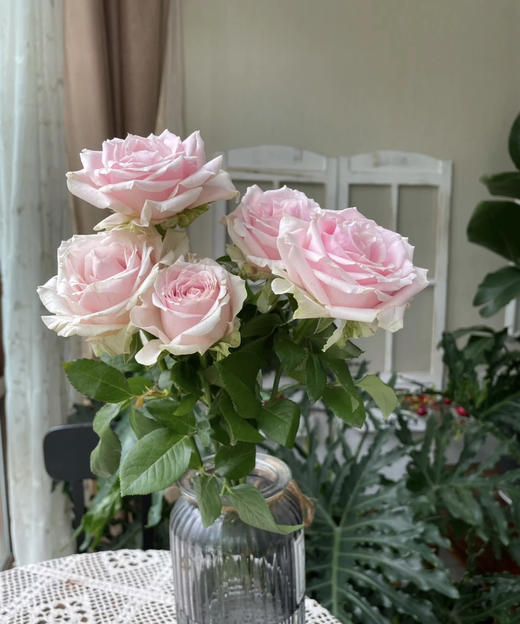 【昆明玫瑰】粉红雪山  20支/扎  多级别可选 商品图6