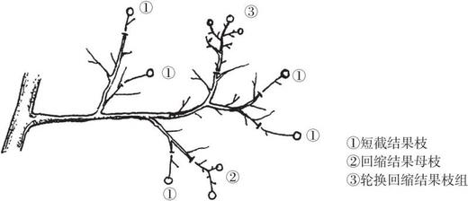 图说柑橘整形修剪 商品图2