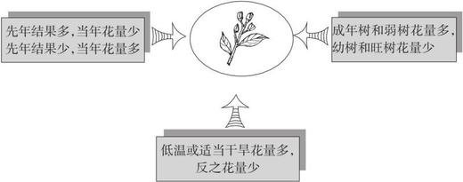 图说柑橘整形修剪 商品图6