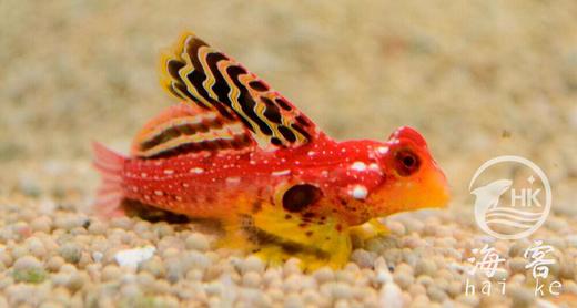 金翅火麒麟 商品图0