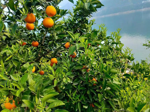 真好吃..济南市面是买不到的..伦晚脐橙.. 商品图4