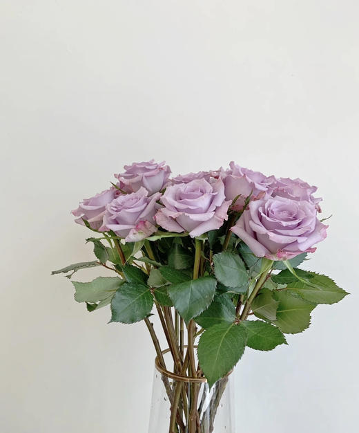 【昆明玫瑰】海洋之歌 20支/扎 cd级 - 南粤floever鲜花量贩