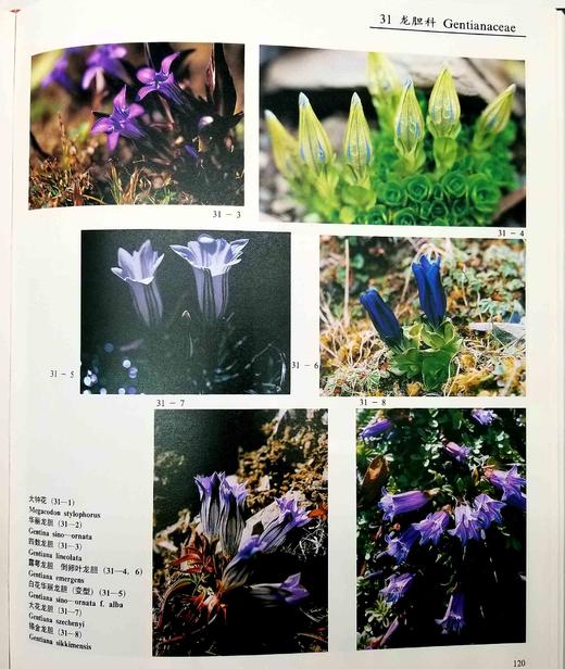 《中国云南横断山野生花卉》，精装，8开，铜版彩印，方震东著，云南人民出版社1993年版，204页，定价350，售价188元。仅10册。品相9成。

本册选载中国横断山区野生花卉 419 商品图10