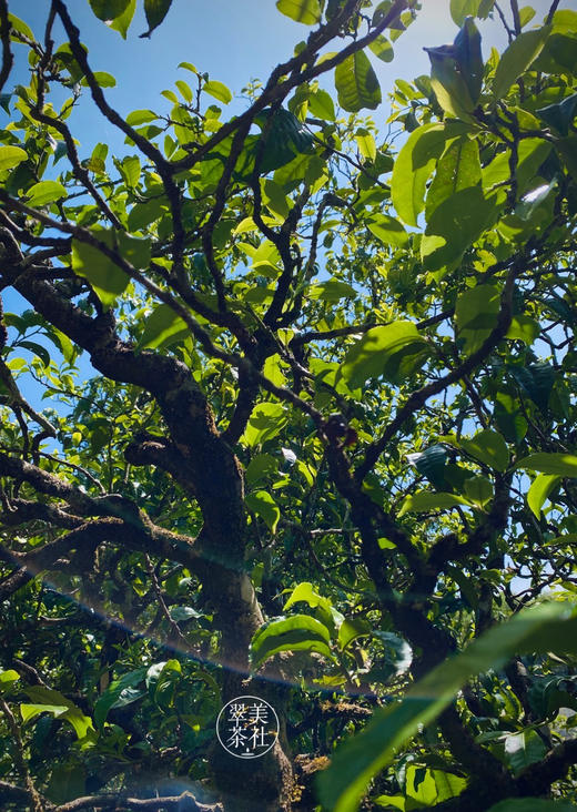 2022年【冰岛地界】头春  高锐野果香甜，悠扬冰糖韵 商品图7