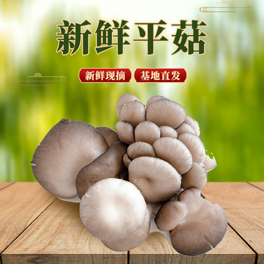 新鲜平菇 2斤（只发南京） 商品图1
