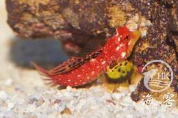 金翅火麒麟 商品图3