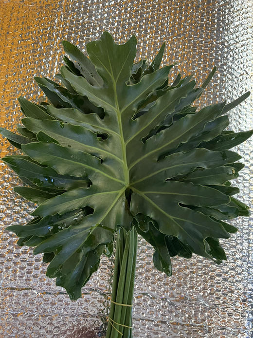 春雨叶 约10支/扎 商品图2