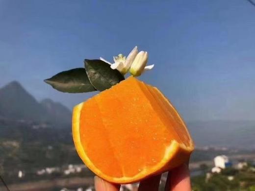 真好吃..济南市面是买不到的..伦晚脐橙.. 商品图2