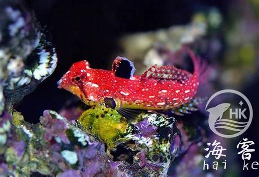 金翅火麒麟 商品图5