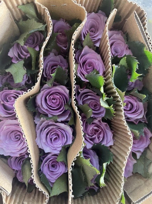 【昆明玫瑰】海洋之歌，20支/扎，A级 商品图11