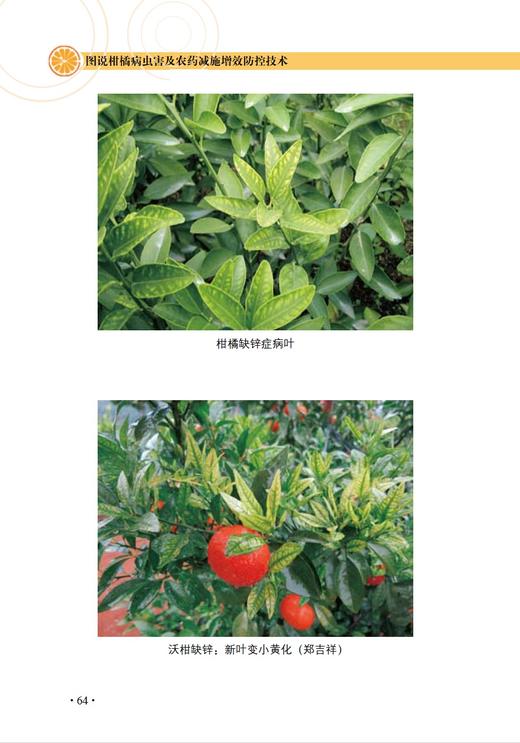 图说柑橘病虫害及农药减施增效防控技术【中国农业出版社官方正版】 商品图4