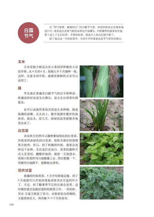 【中国农业出版社官方正版】跟着节气来种菜 节气 种菜 二十四节气 菜 日子 节气 商品图4