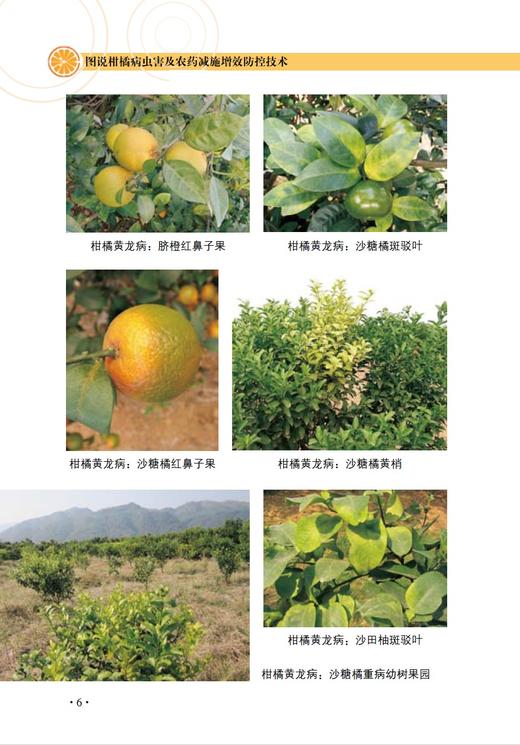 图说柑橘病虫害及农药减施增效防控技术【中国农业出版社官方正版】 商品图3