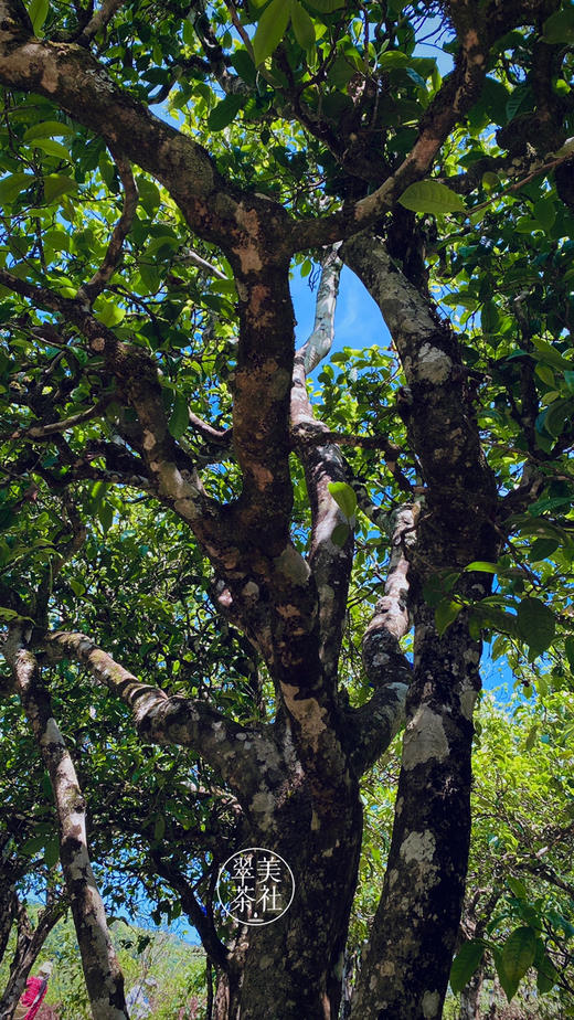 2022年【冰岛地界】头春  高锐野果香甜，悠扬冰糖韵 商品图8