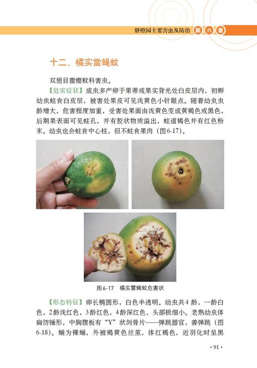 图说脐橙优质高效栽培技术 【中国农业出版社官方正版】 商品图5