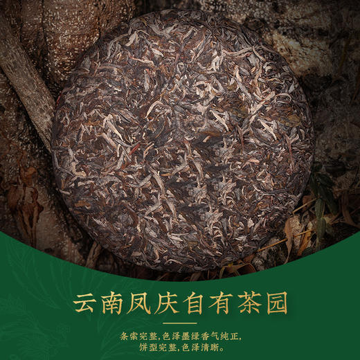 凤牌普洱茶 云南普洱生茶F7813七子饼茶357g 商品图2