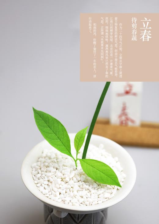 【中国农业出版社官方正版】跟着节气来种菜 节气 种菜 二十四节气 菜 日子 节气 商品图1