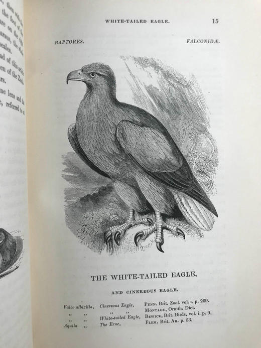 1843年 亚雷尔 英国鸟类史（卷1） 约170幅木版画插图 漆布精装18开 商品图13