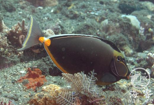 天狗吊 商品图4