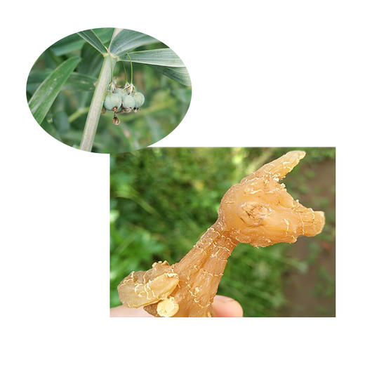 【雲幈牌】野生黄精150g/罐 商品图4