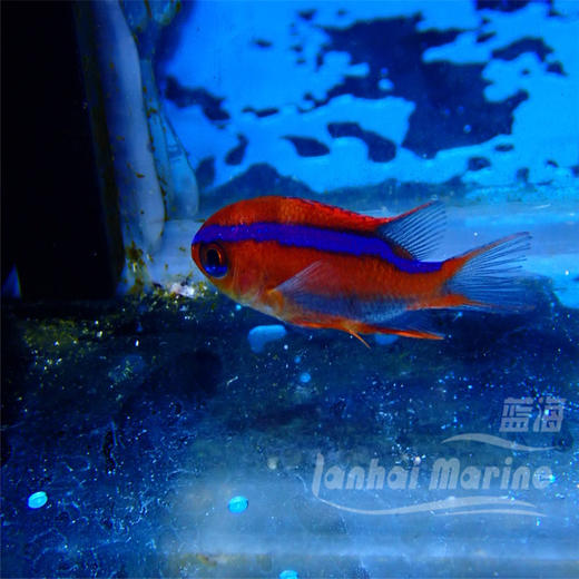 红燕子魔 商品图6