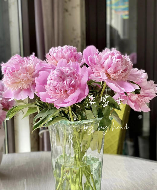 【爱你如初】芍药 - 蓝富士 桃粉色 10枝/扎 商品图3