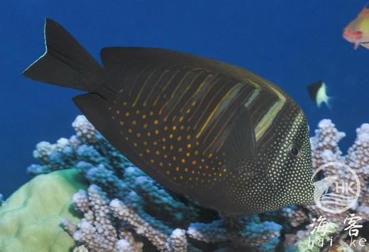 巴东珍珠帆吊 商品图4