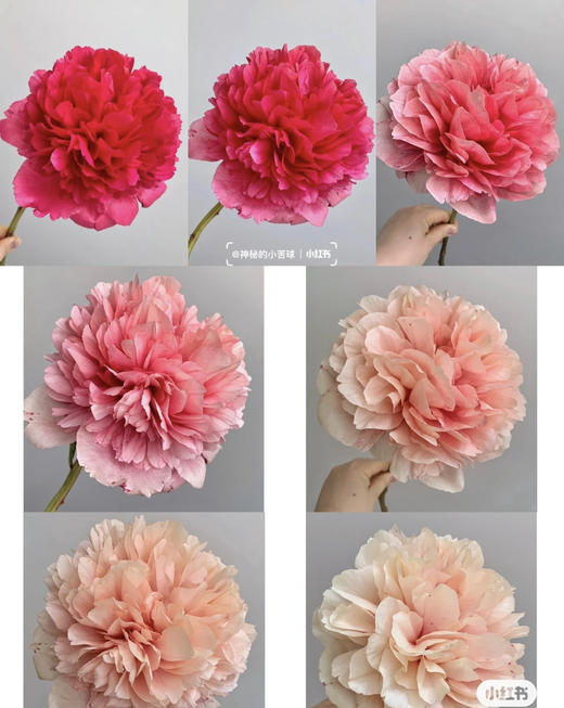 【自由热烈】芍药 -御前表演  5枝（会变色） 商品图9