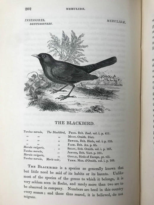 1843年 亚雷尔 英国鸟类史（卷1） 约170幅木版画插图 漆布精装18开 商品图4