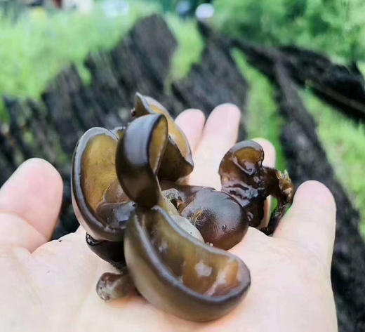 【寿鸑鷟】木耳300克/袋 商品图4