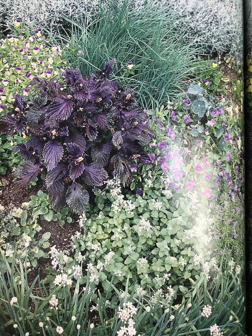 美国园林之书 数千幅插图 精装16开 商品图12