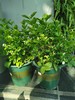 茉莉花盆花 商品缩略图0