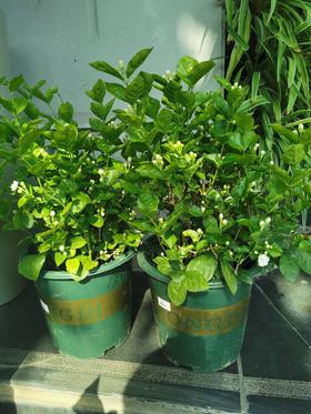 茉莉花盆花