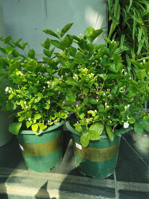 茉莉花盆花 商品图0
