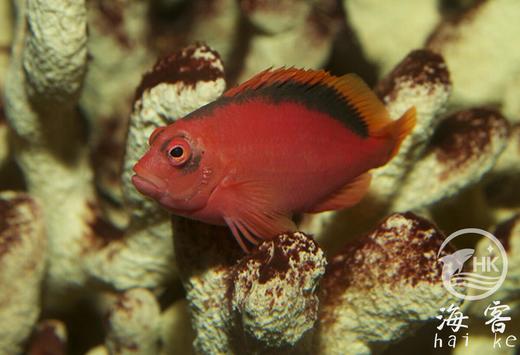 大溪地火焰鹰.2B鱼 商品图3