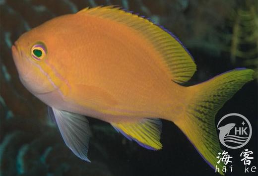 紫印（母） 商品图2