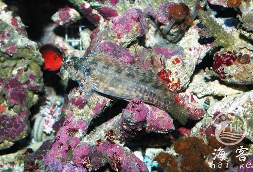 西瓜刨 商品图1