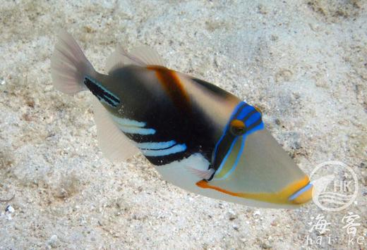 鸳鸯炮弹 商品图2