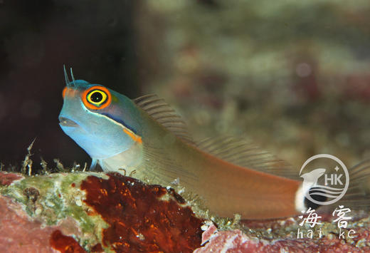 小丑虾虎 商品图4