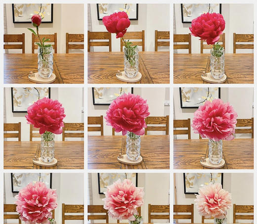 【自由热烈】芍药 -御前表演  5枝（会变色） 商品图10