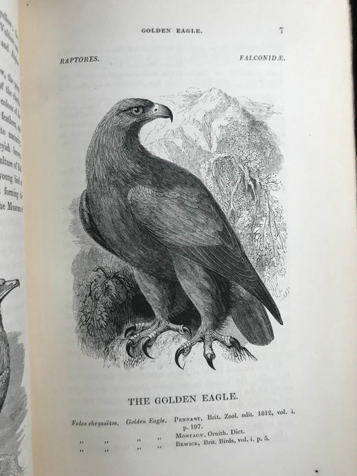 1843年 亚雷尔 英国鸟类史（卷1） 约170幅木版画插图 漆布精装18开 商品图14