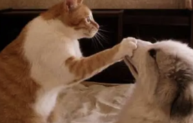 关于给猫狗吃生鸡蛋这件事