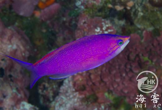 紫后（公） 商品图3