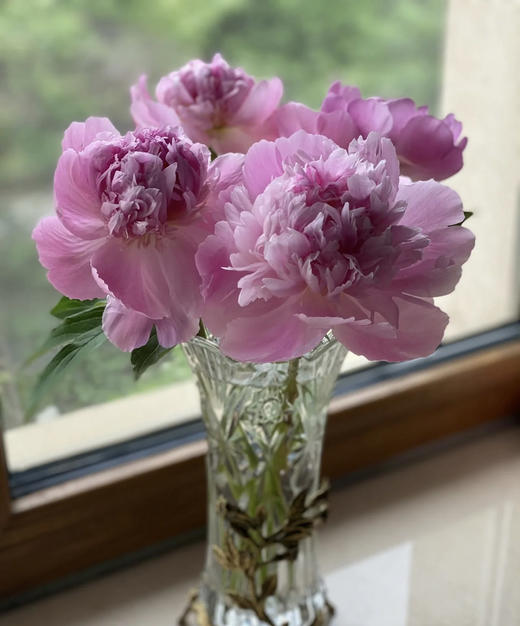 【爱你如初】芍药 - 蓝富士 桃粉色 10枝/扎 商品图6