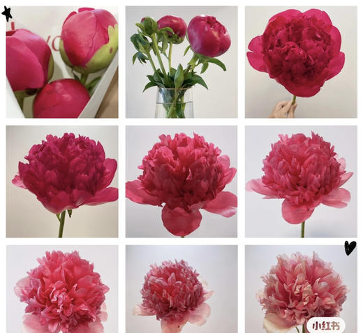 【自由热烈】芍药 -御前表演  5枝（会变色） 商品图12