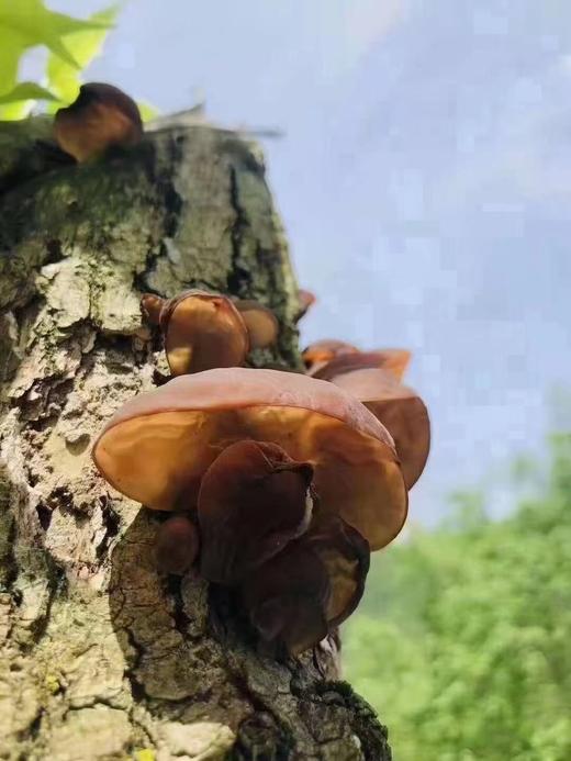 【寿鸑鷟】木耳300克/袋 商品图5