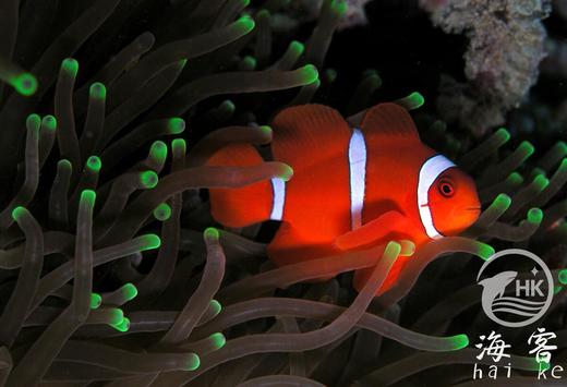 透红小丑 商品图4