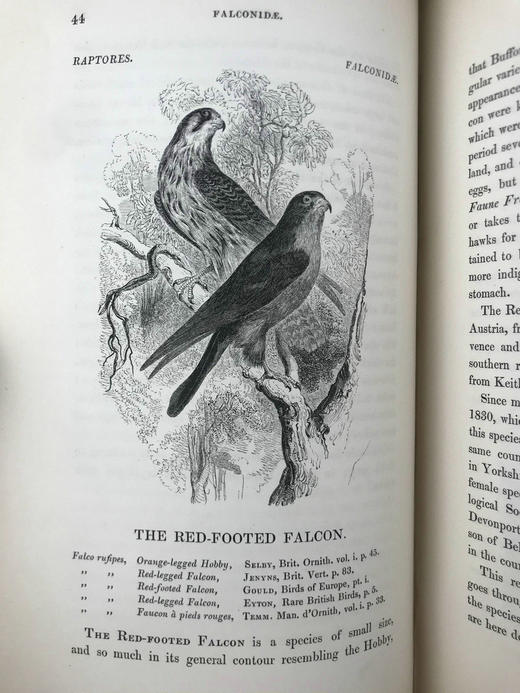 1843年 亚雷尔 英国鸟类史（卷1） 约170幅木版画插图 漆布精装18开 商品图11